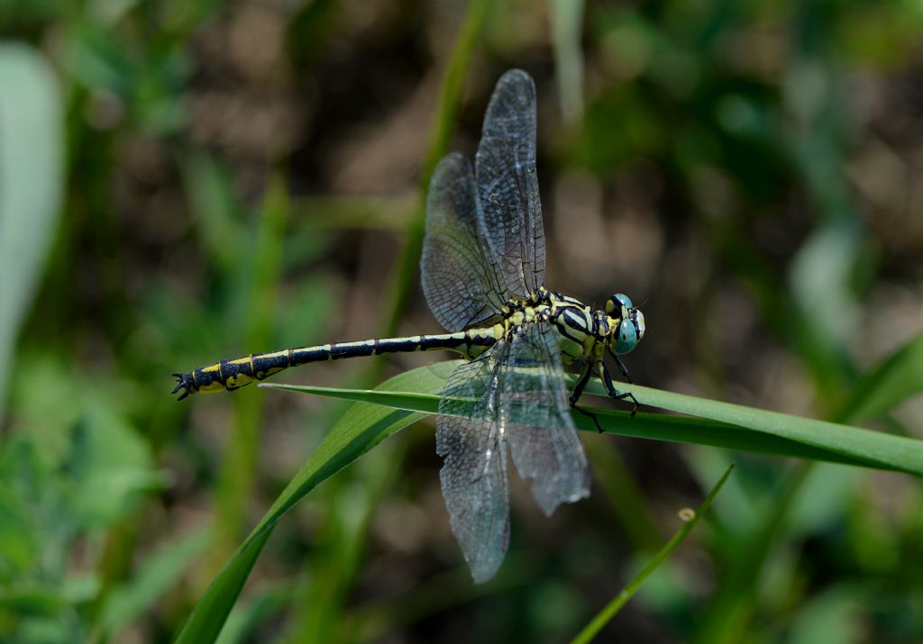 Gomphidae: Stylurus flavipes