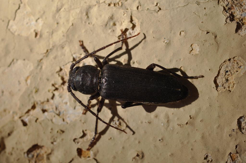 Cerambycidae: Arhopalus sp.