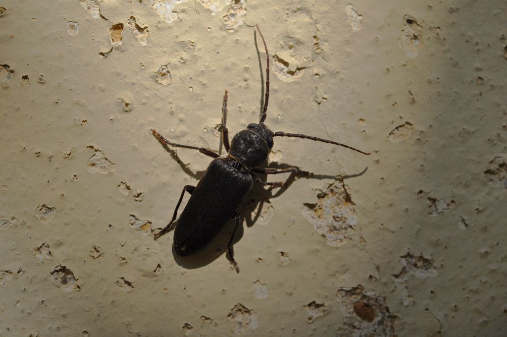 Cerambycidae: Arhopalus sp.