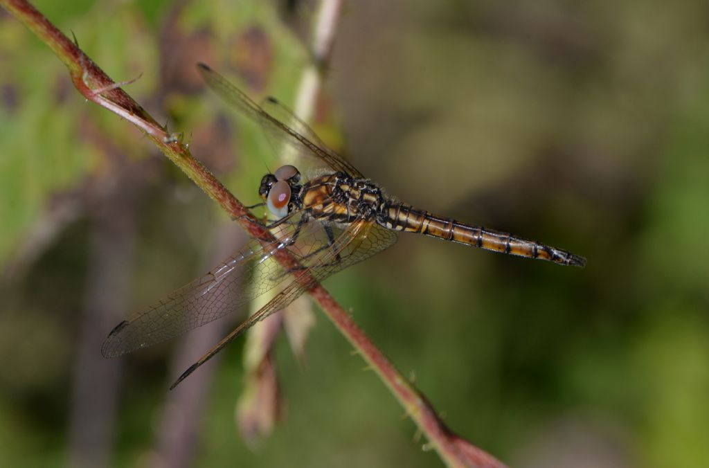 Trithemis annulata - maschio immaturo