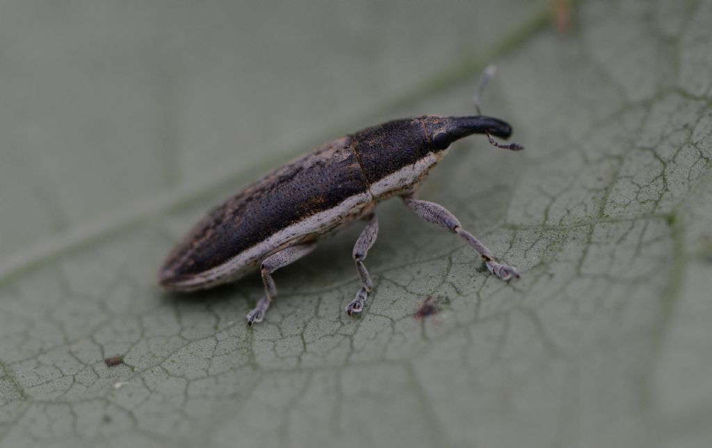 Curculionidae: Lixus (Compsolixus) albomarginatus