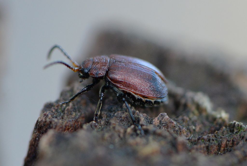 Chrysomelidae: Galeruca (Emarhopa) rufa