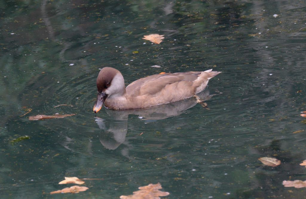 Anatidae: Fistione turco, femmina