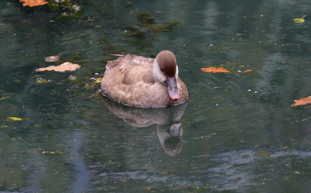 Anatidae: Fistione turco, femmina