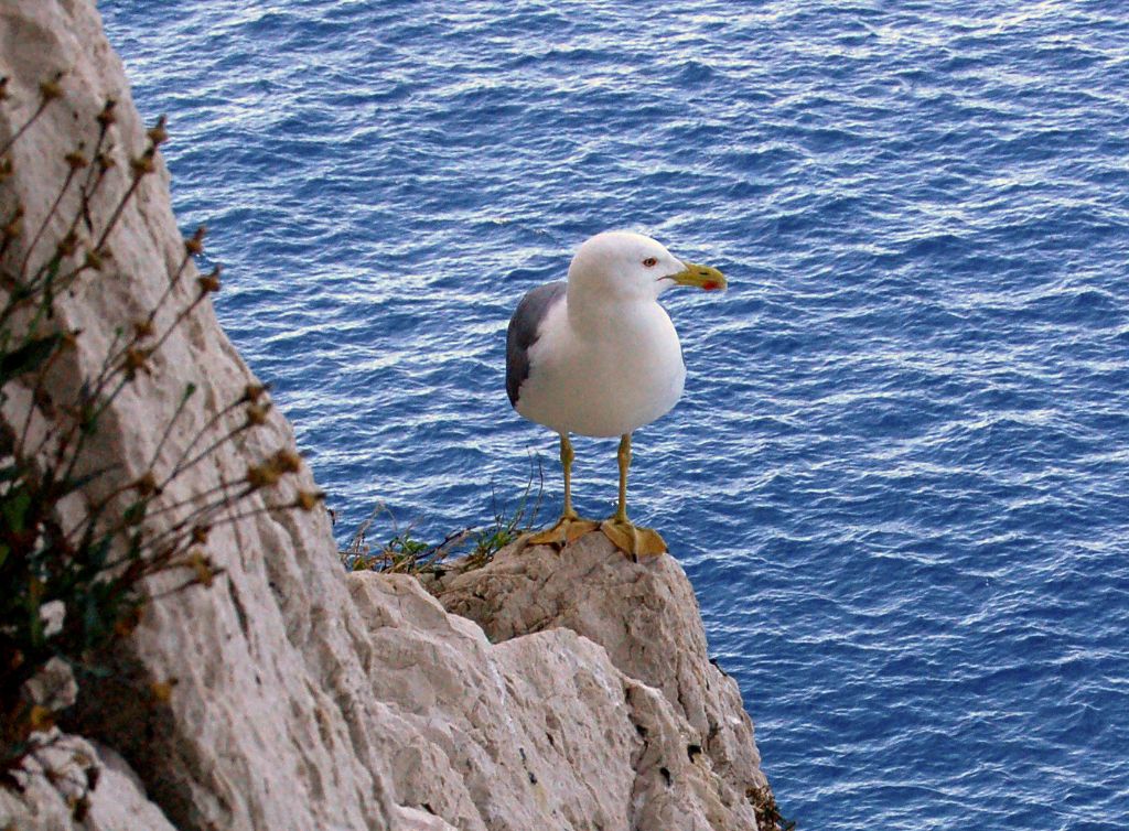 Gabbiano reale (Larus michahellis)