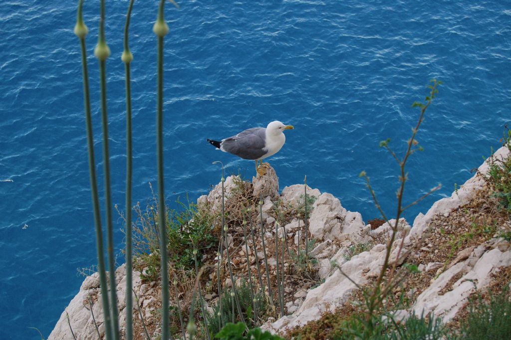 Gabbiano reale (Larus michahellis)