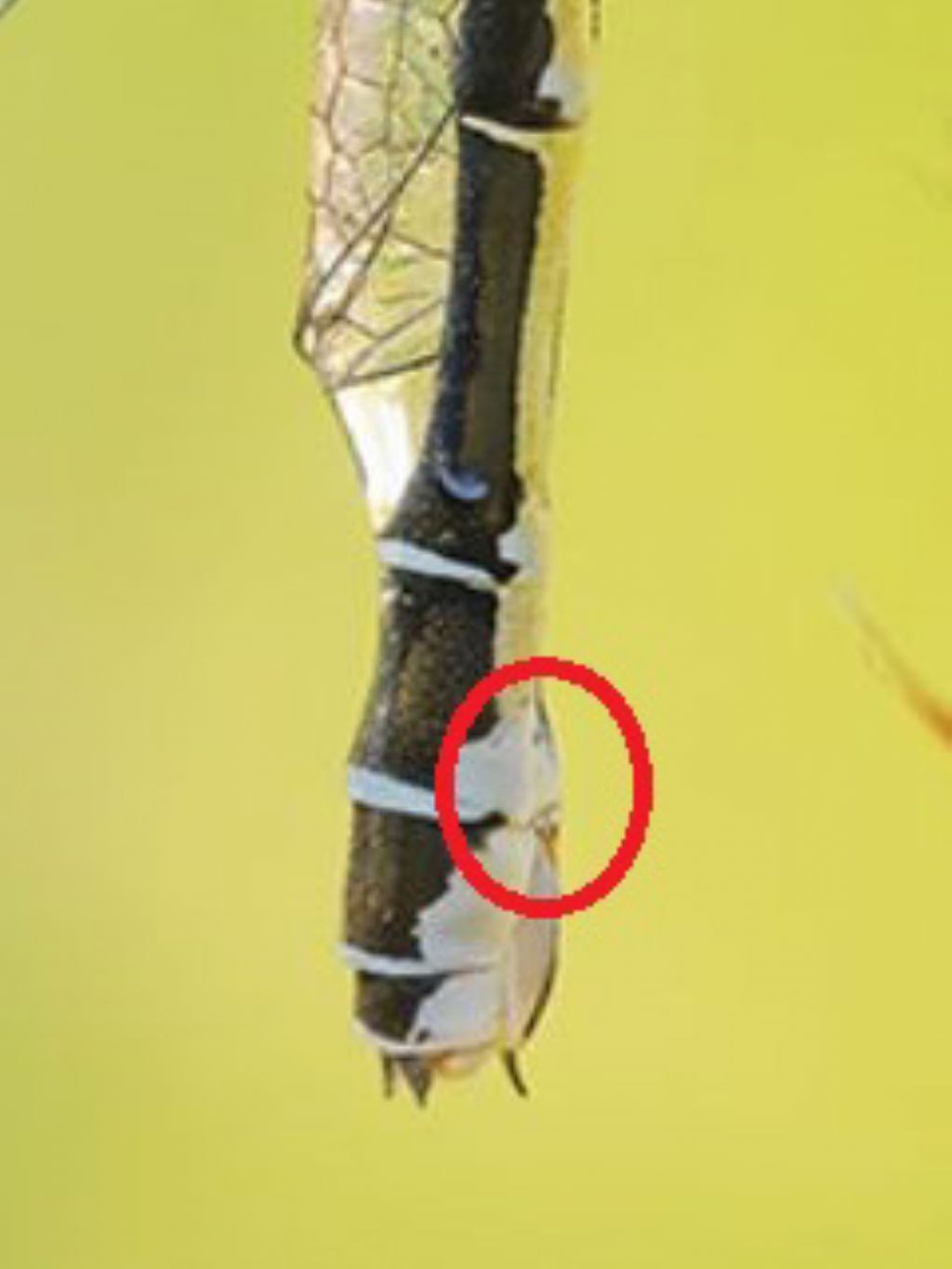 Aiuto identificazione: Coenagrion sp., forse C. puella