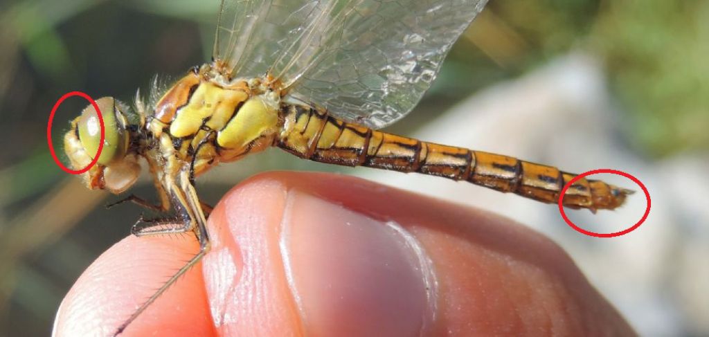 Sympetrum vulgatum? S, femmina