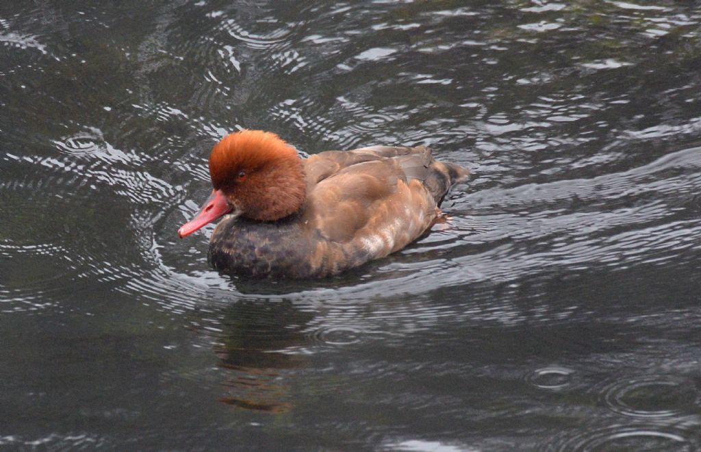 Anatidae: Fistione turco, femmina