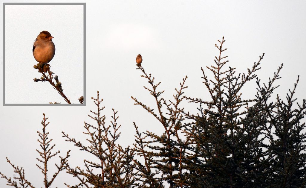 Fringuello (Fringilla coelebs), femmina
