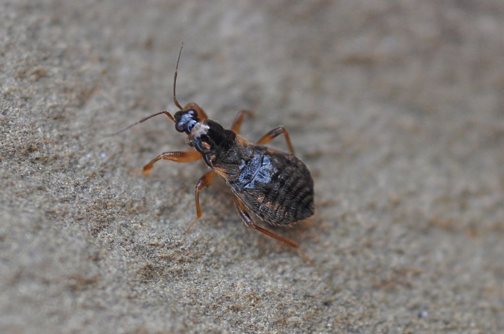 Nabidae:  Alloeorhynchus flavipes