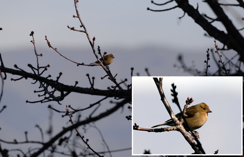 Fringuello (Fringilla coelebs), femmina