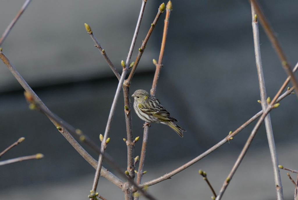 Verzellino ((Serinus serinus), femmina