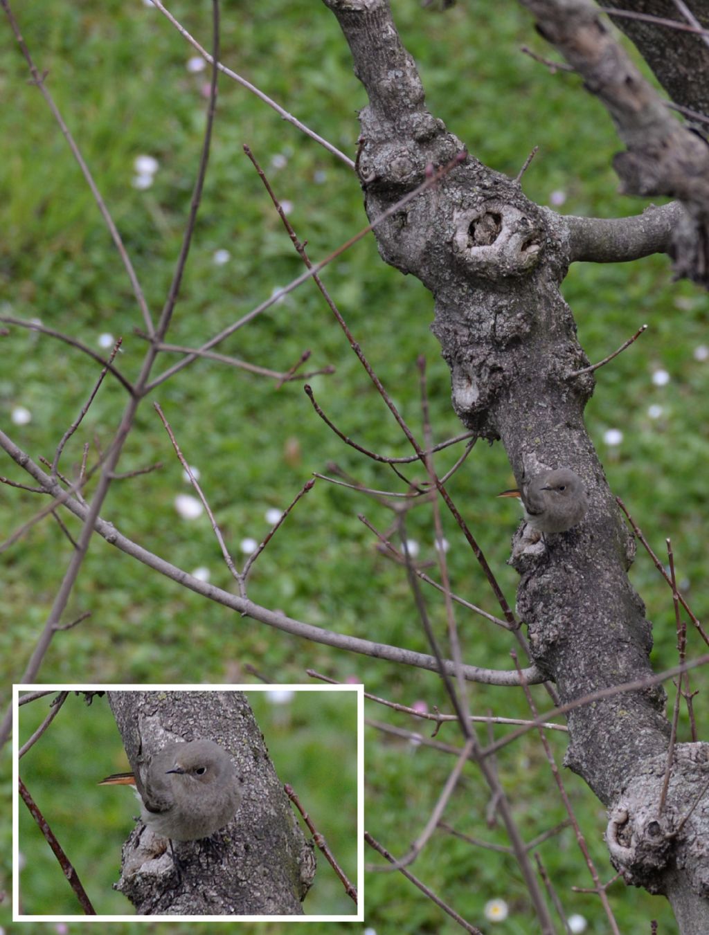 Codirosso spazzacamino ( Phoenicurus ochruros)