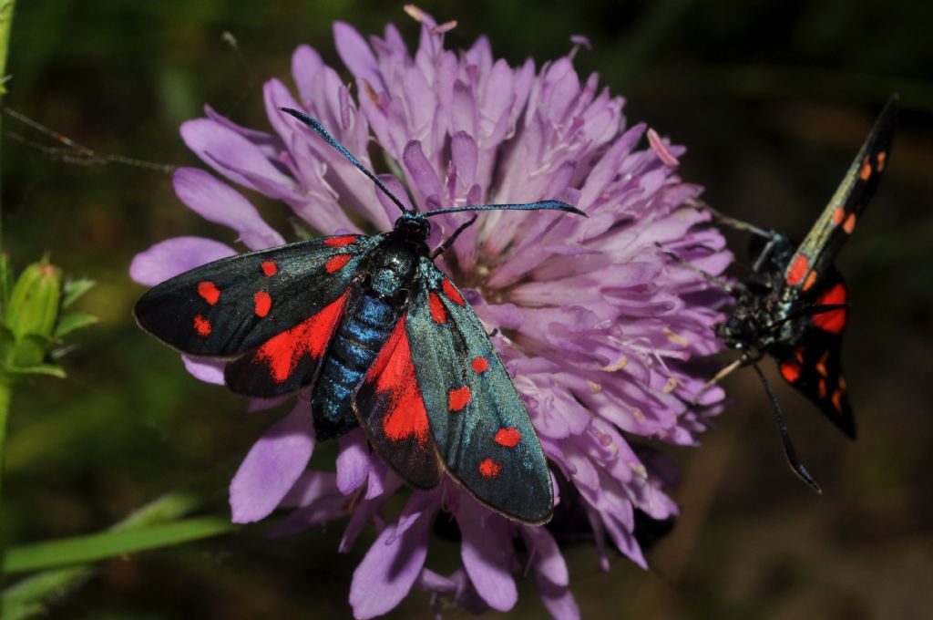 Zygaena da id.: Zygaena transalpina