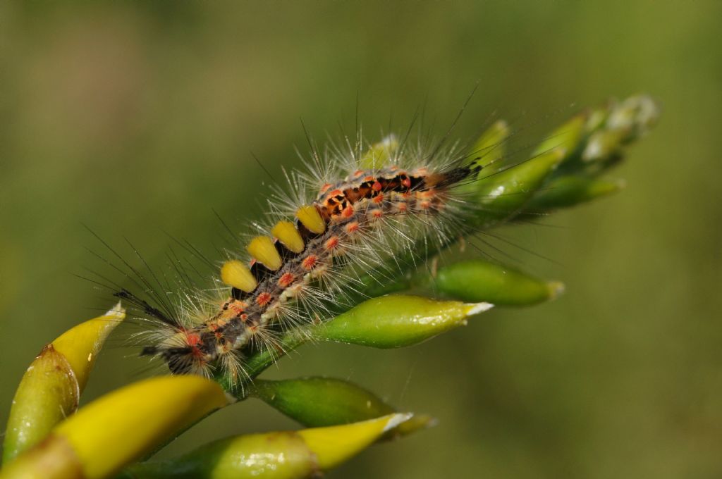 bruco ... di Orgyia antiqua, Erebidae Lymantriinae