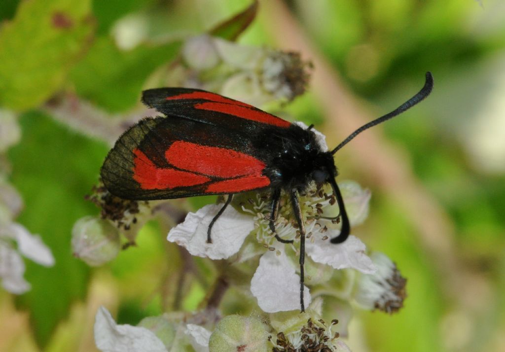 Zygaena da id