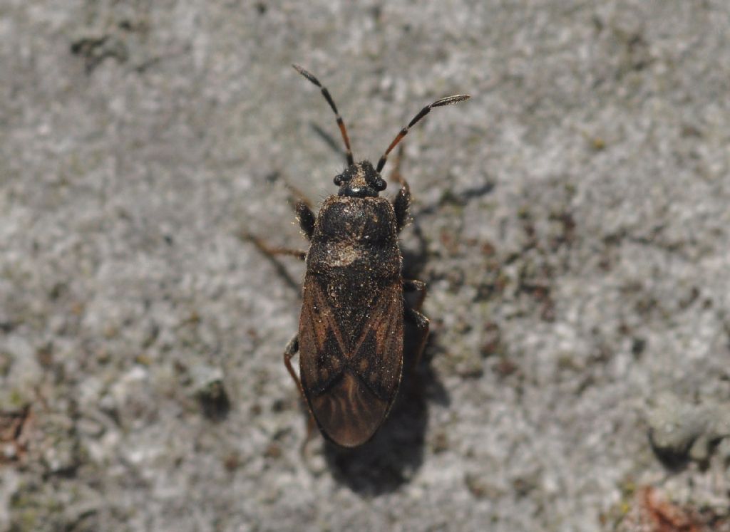 Lygaeidae: Megalonotus sabulicola