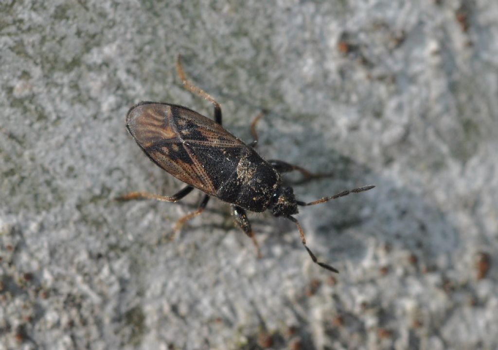 Lygaeidae: Megalonotus sabulicola