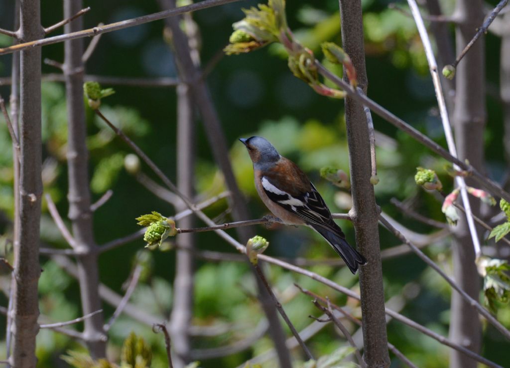 il Birdwatching al tempo del Covid 19