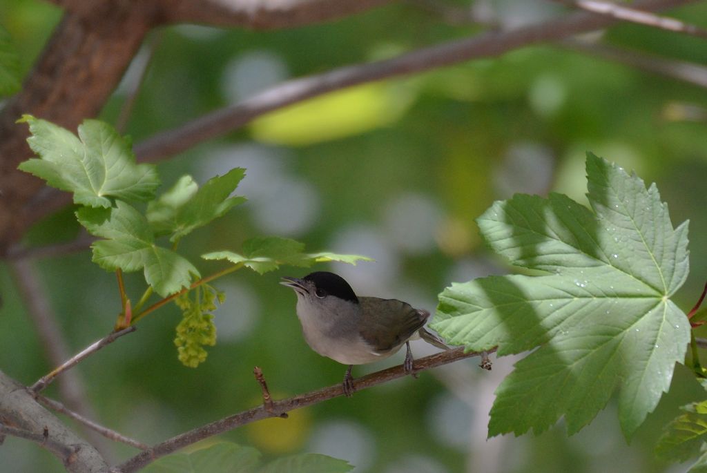 il Birdwatching al tempo del Covid 19