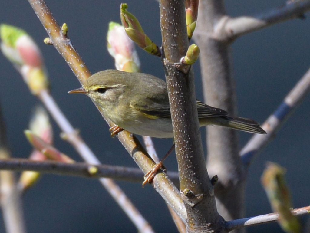 Lu� grosso (Phylloscopus trochilus)
