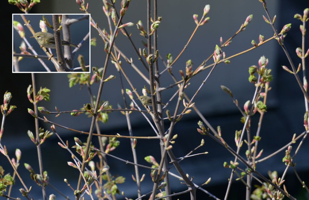 Lu� grosso (Phylloscopus trochilus)