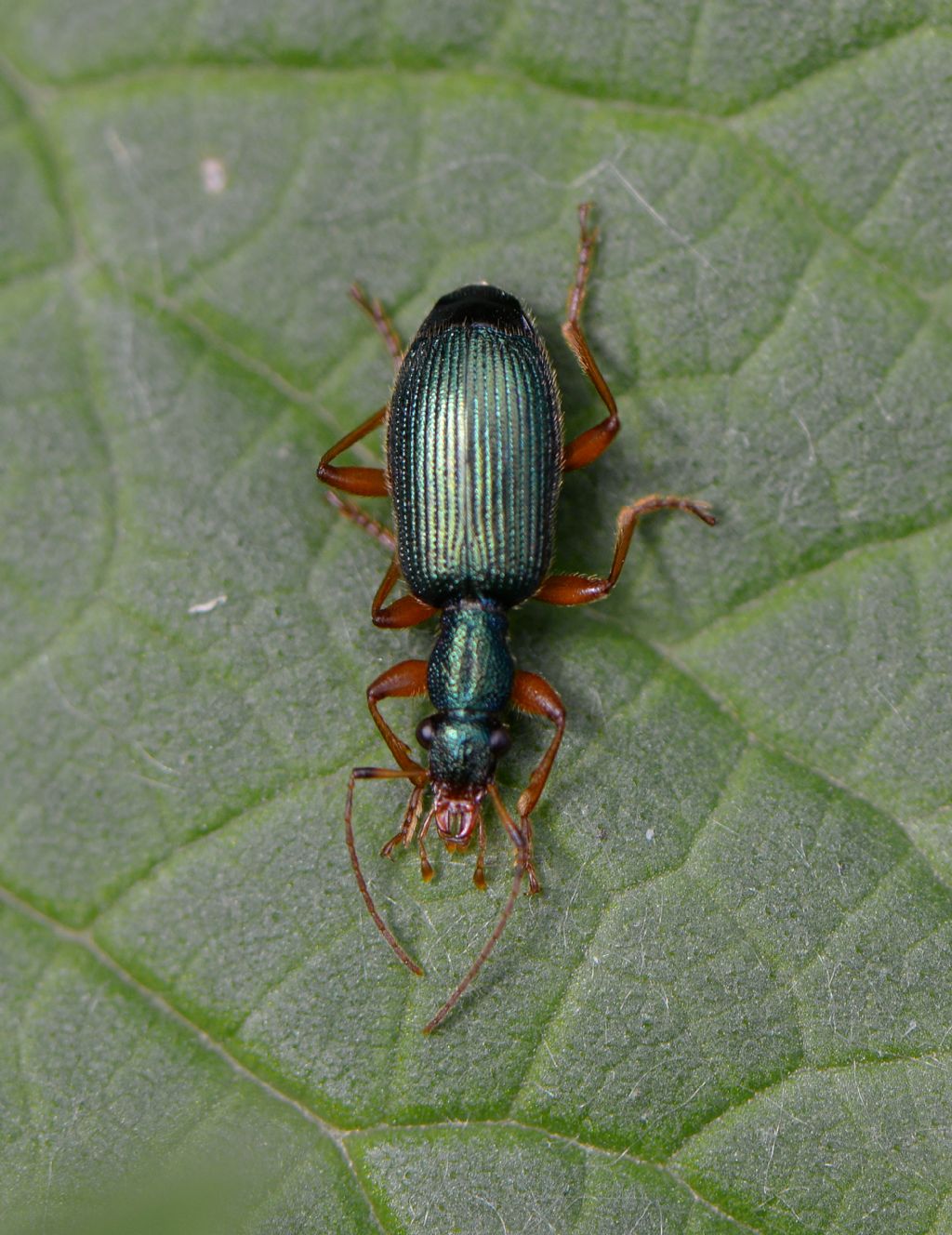 Carabidae: Drypta dentata