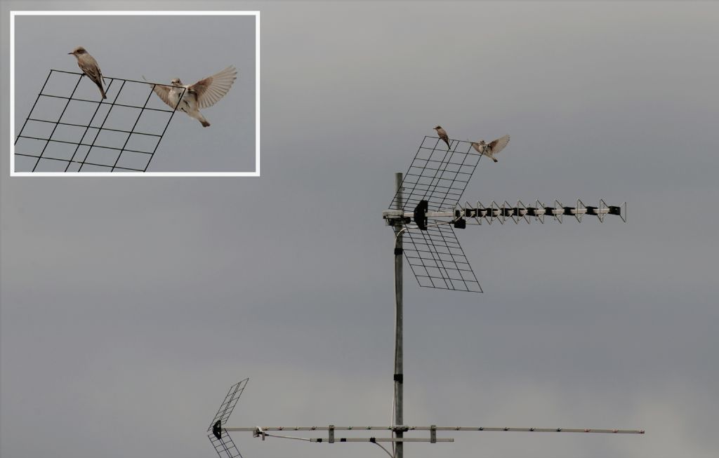 da identificare se possibile: Pigliamosche (Muscicapa striata)