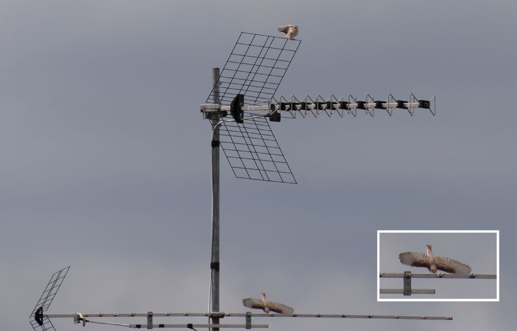 da identificare se possibile: Pigliamosche (Muscicapa striata)