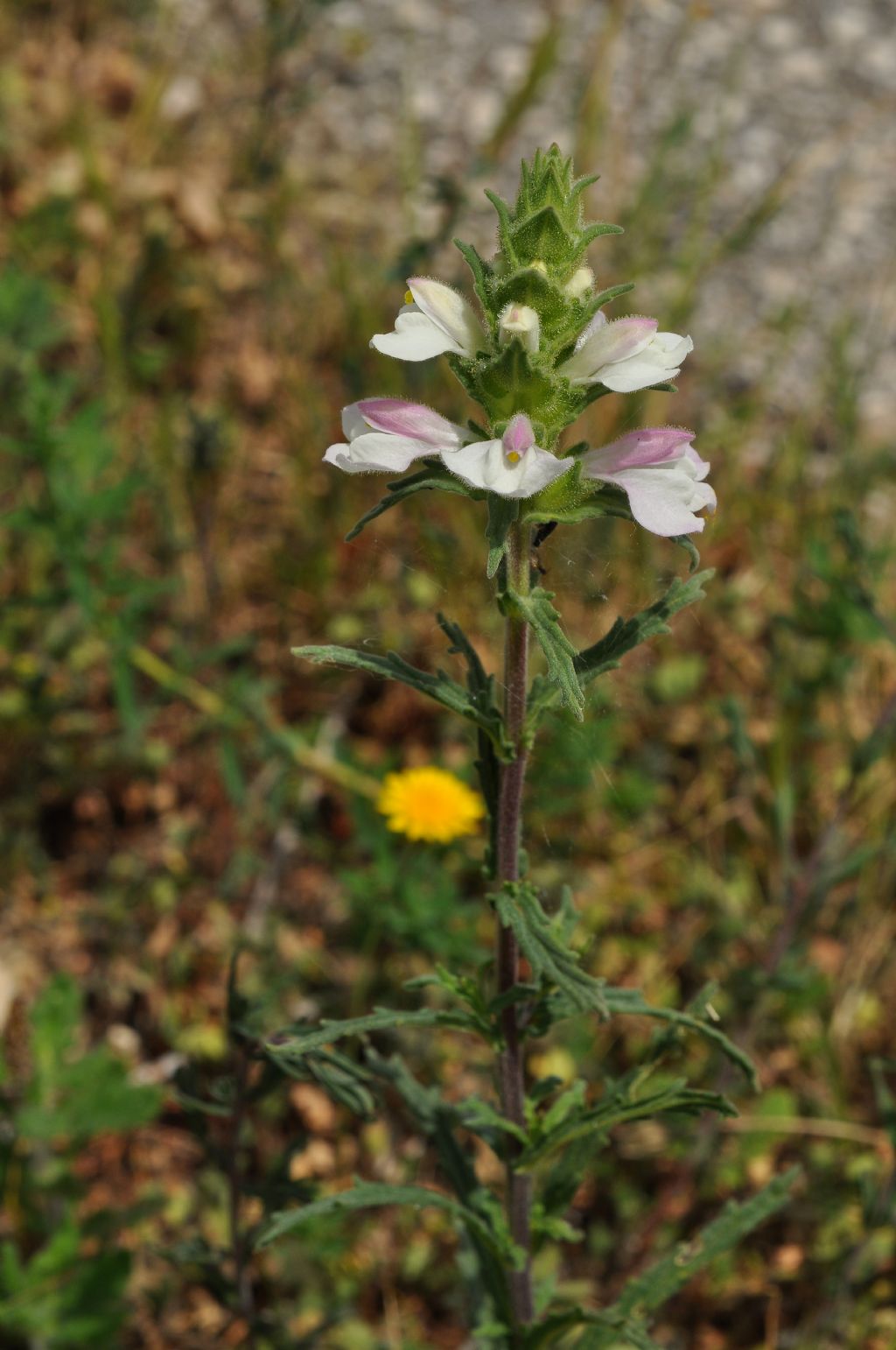 Lamiales Orobanchaceae:  Bellardia (= Bartsia) trixago