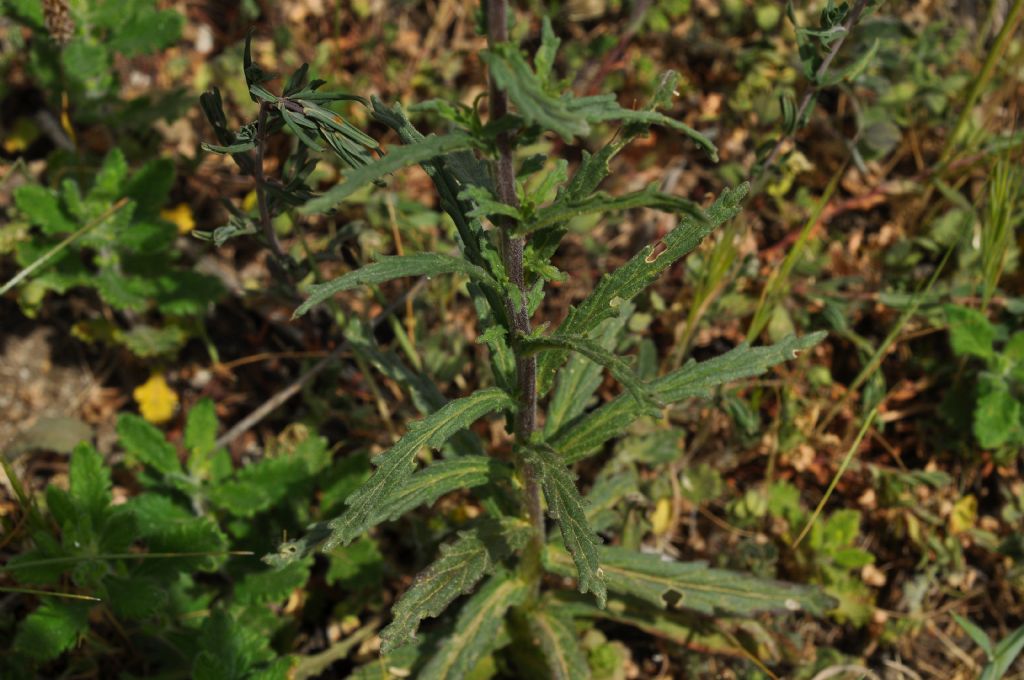Lamiales Orobanchaceae:  Bellardia (= Bartsia) trixago