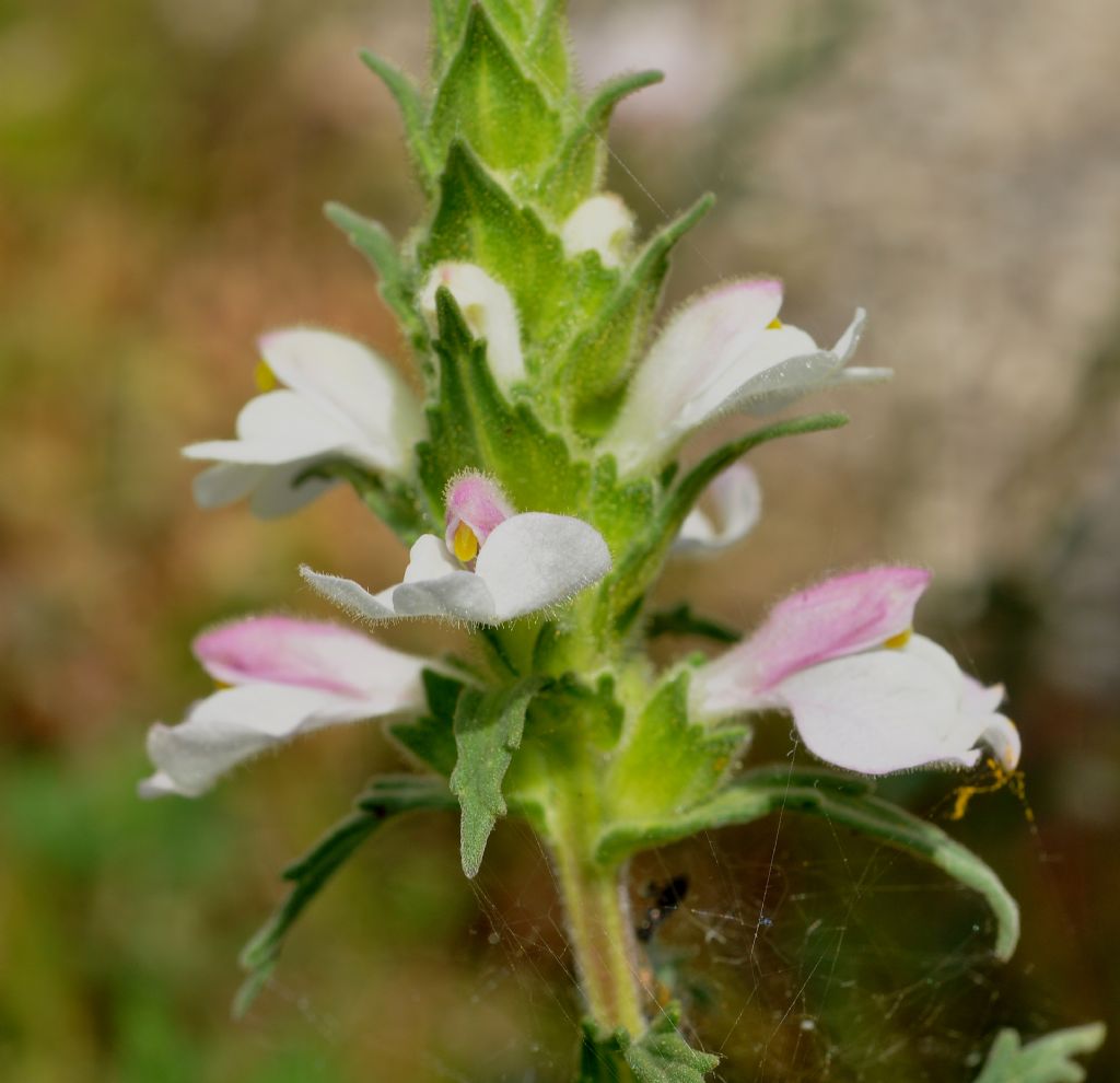 Lamiales Orobanchaceae:  Bellardia (= Bartsia) trixago