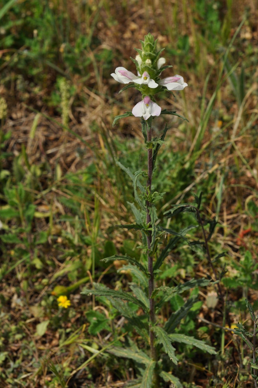 Lamiales Orobanchaceae:  Bellardia (= Bartsia) trixago