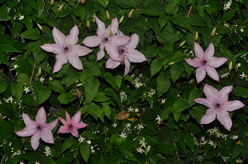 cv di Clematis sp. (Ranunculaceae)