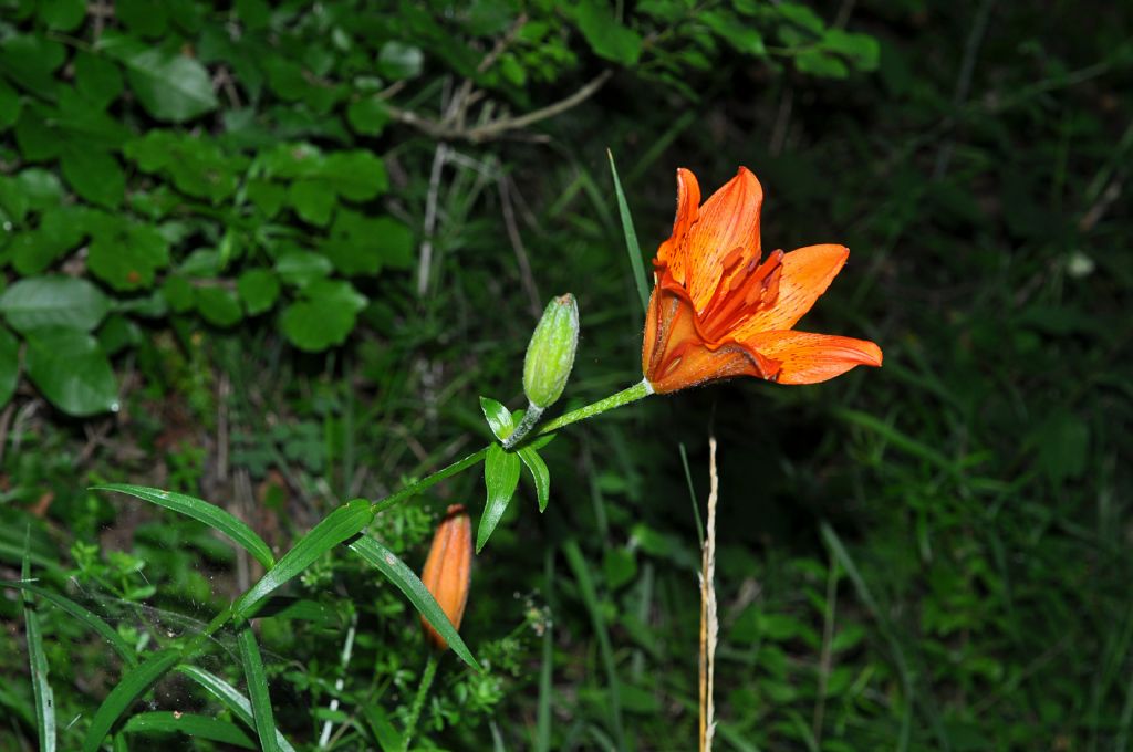 Lilium bulbiferum