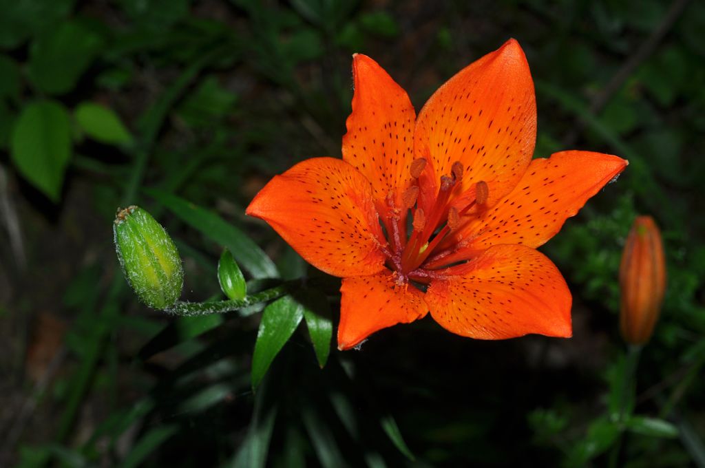 Lilium bulbiferum