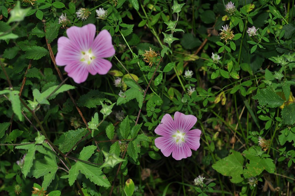 Malva punctata