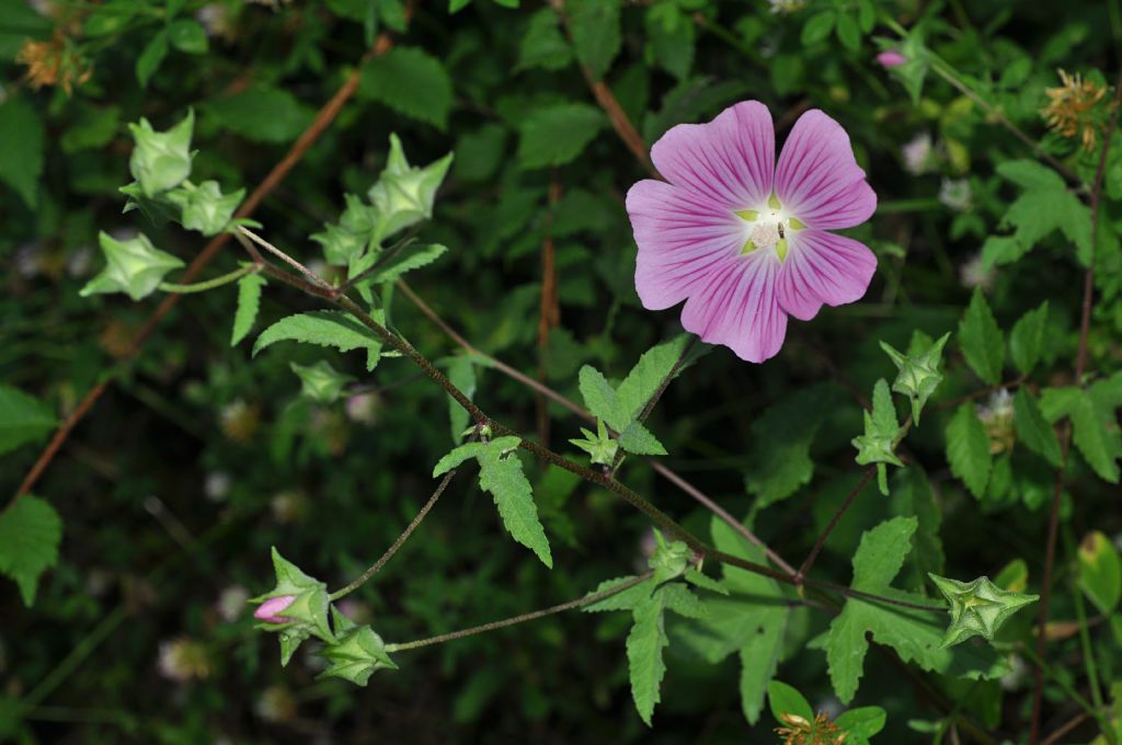 Malva punctata