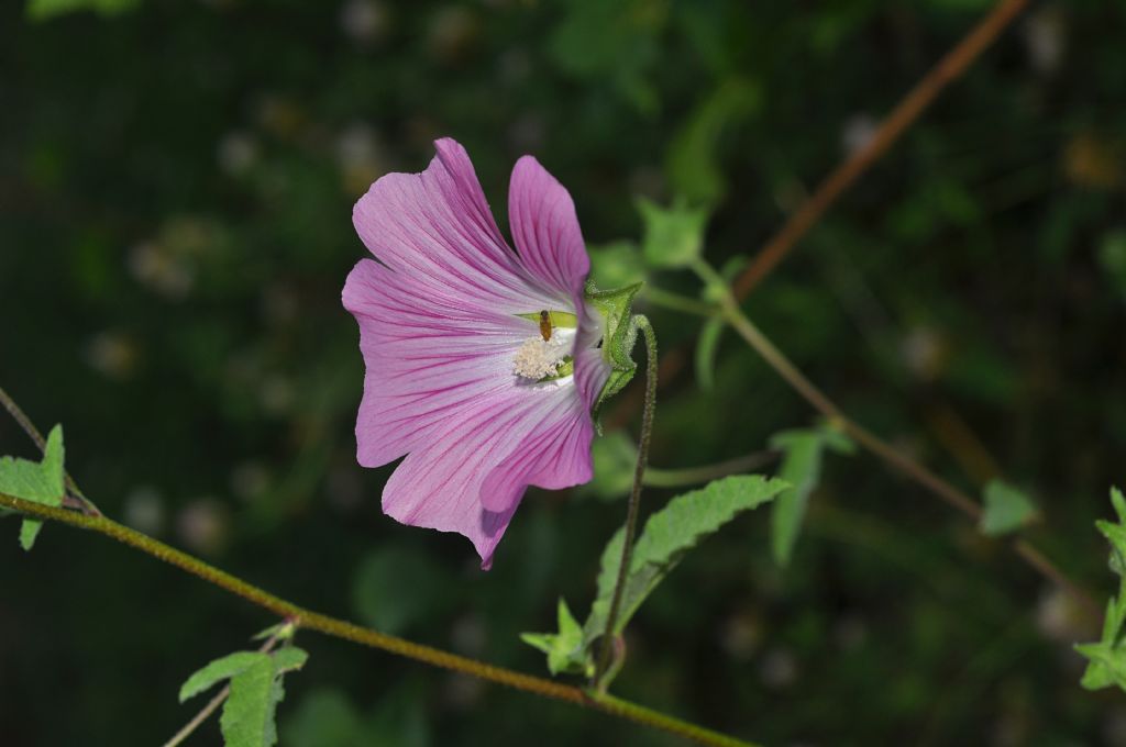 Malva punctata