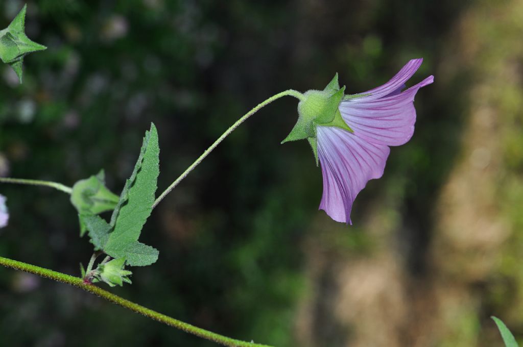 Malva punctata