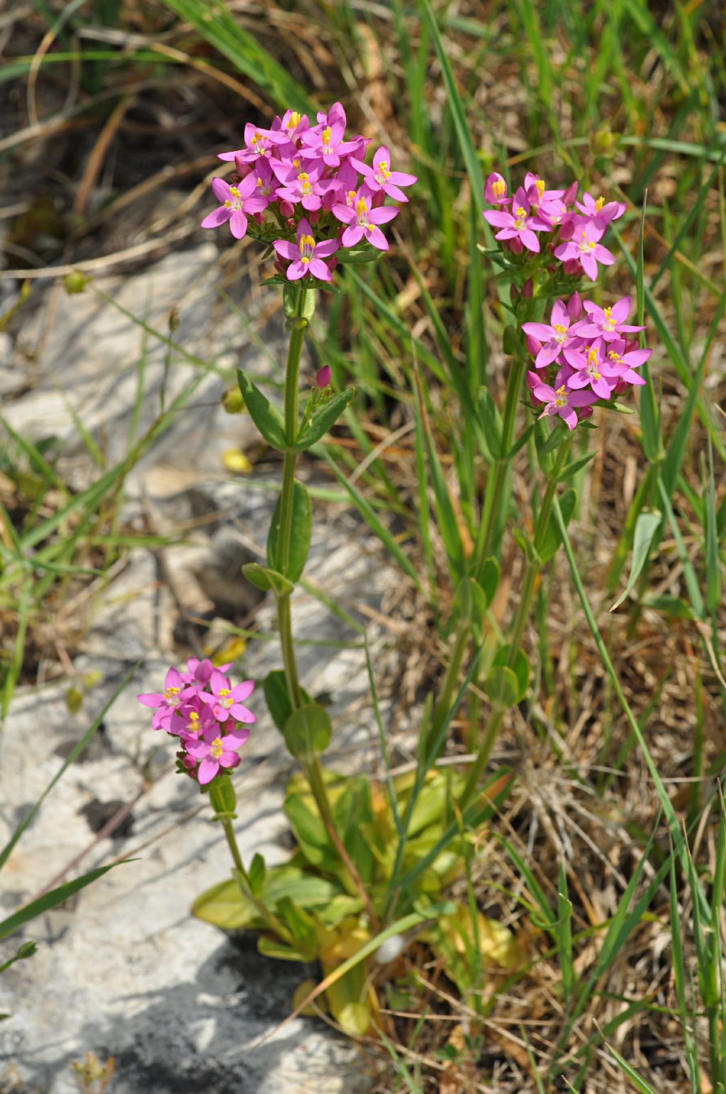 Centaurium erythraea (Gentianaceae)