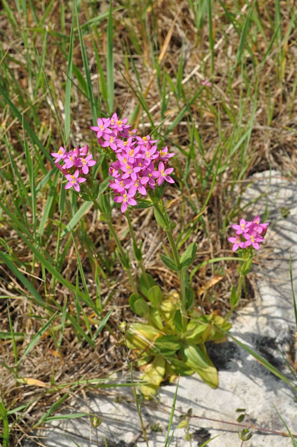 Centaurium erythraea (Gentianaceae)