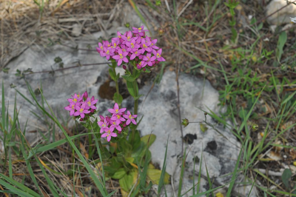 Centaurium erythraea (Gentianaceae)