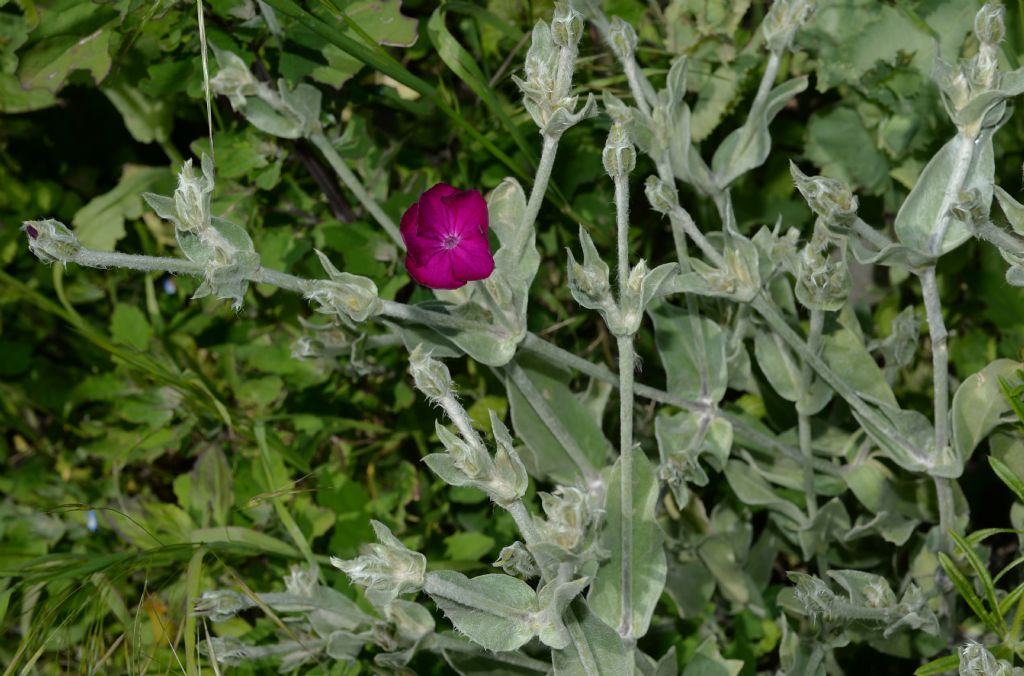 Lychnis coronaria / Crotonella coronaria