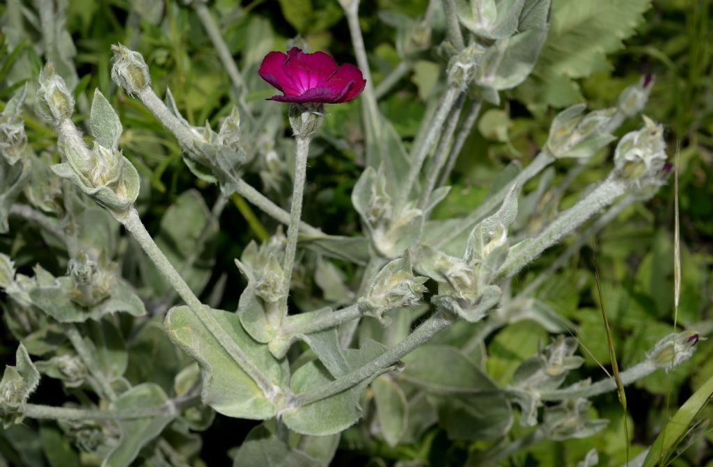 Lychnis coronaria / Crotonella coronaria