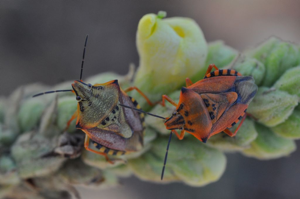 Carpocoris mediterraneus mediterraneus