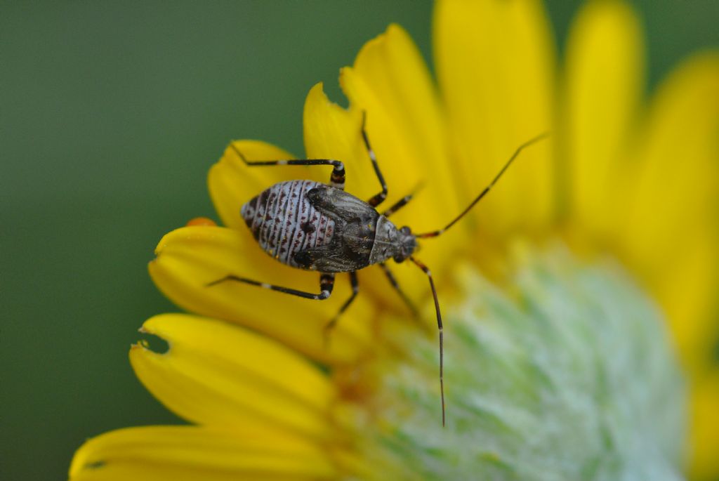 Miridae: Closterotomus cinctipes - ninfa (e adulto)