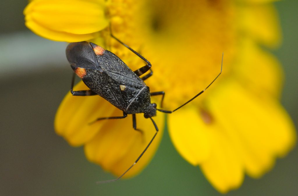 Miridae: Closterotomus cinctipes - ninfa (e adulto)