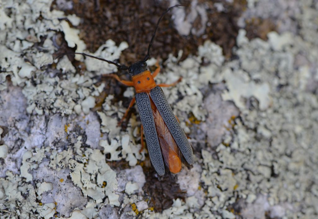Cerambycidae: Oberea oculata